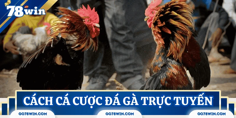 cach-ca-cuoc-da-ga-truc-tuyen