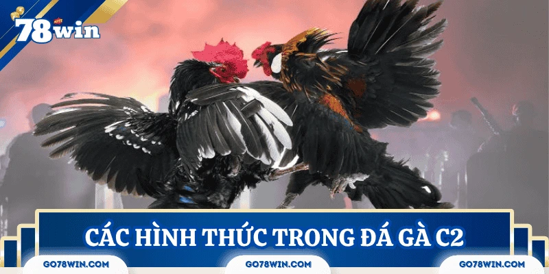 da-ga-c2-cac-hinh-thuc-thi-dau