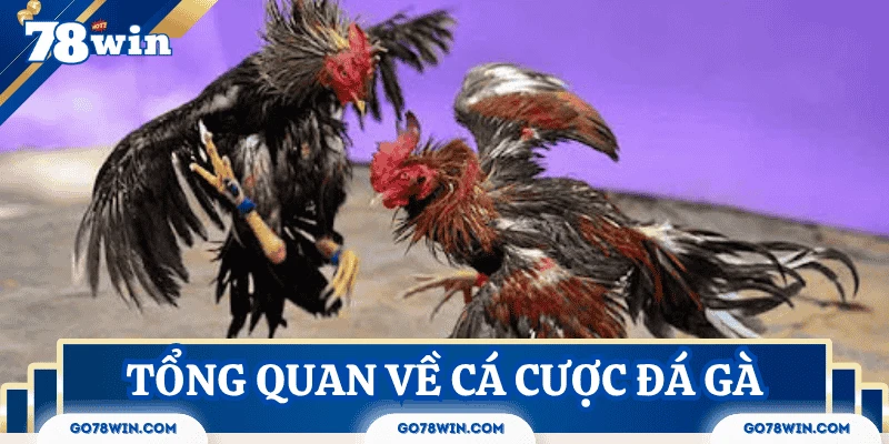 tong-quan-ca-cuoc-da-ga